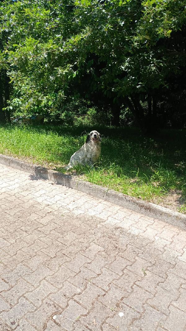 Spillo Foto 7